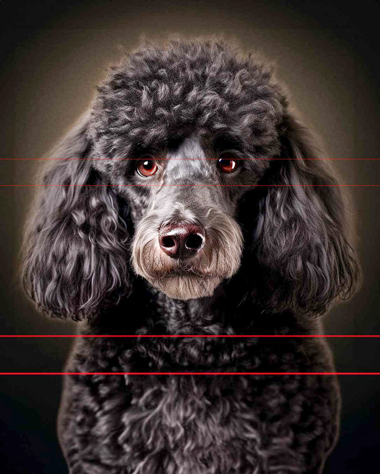 Poodle, Standard Close-Up Picture portrait of a black poodle with a meticulously groomed curly coat, looking directly at the viewer. The dog's eyes are a striking amber, highlighted against the dark, even background.