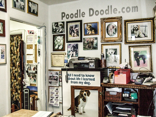 lobby of PoodleDoodle Grooming shop with pictures of customer grooms.