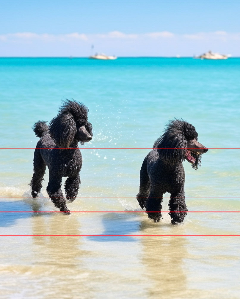 Black Standard Poodles at Beach
