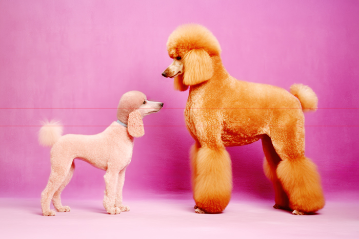 In this charming picture, two apricot poodles with distinctive haircuts stand facing each other against a pink backdrop. The smaller poodle on the left has a close-cut trim and a blue collar, while the larger standard poodle on the right boasts a fluffy, voluminous coat with pronounced puffball fur on its legs, tail, and head.