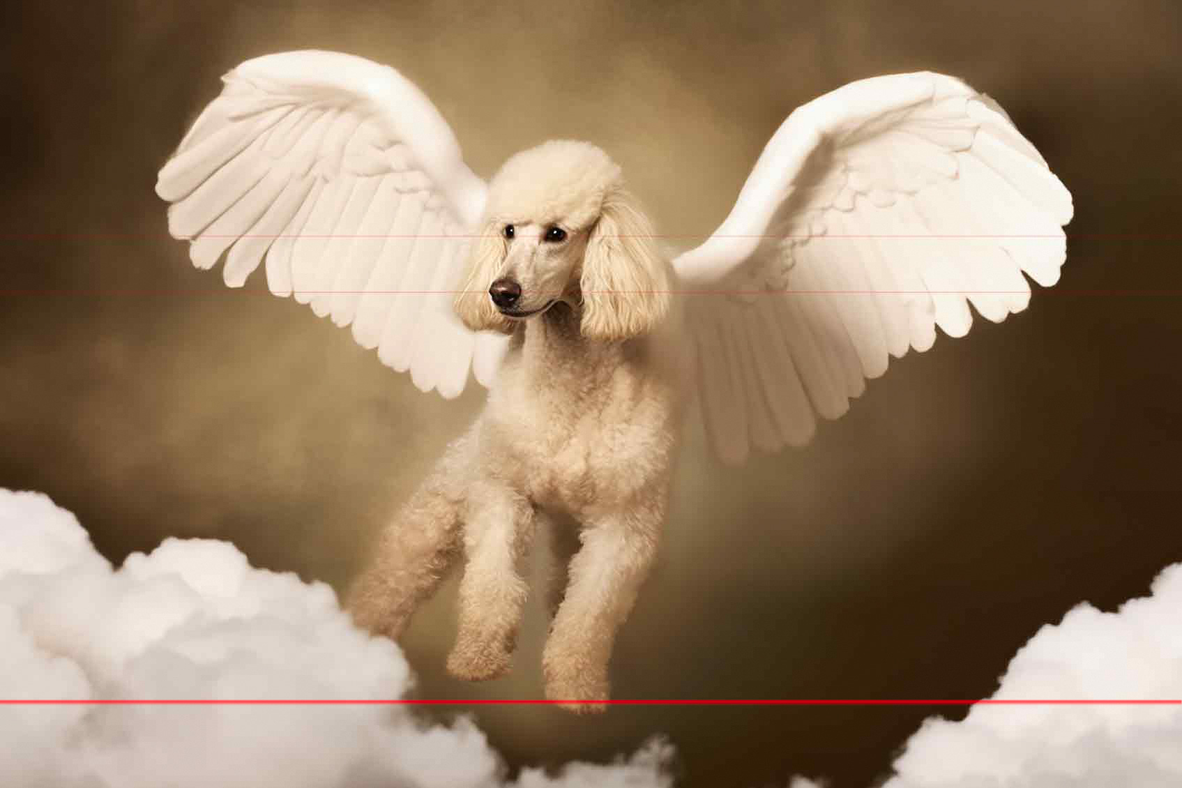 A picture depicts a cream-colored standard poodle with large, white angel wings, appearing to fly amidst fluffy clouds. The background is a warm brown hue, creating a heavenly atmosphere in what appears like a sepia duotone. The poodle's expression is calm which adds to its ethereal presence.