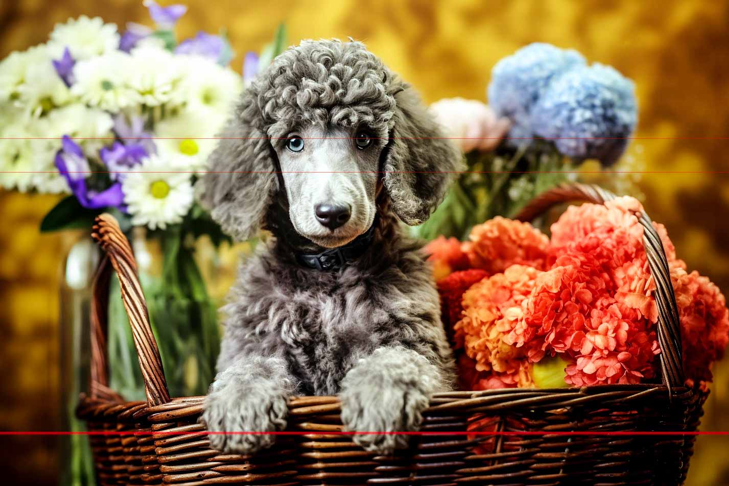 A curly-haired grey standard poodle puppy sits inside a wicker basket, surrounded by vibrant flowers. To the left are white daisies and purple blooms, to the right are orange hydrangeas, and in the back are pink and blue flowers. The background of this picture is softly blurred with a warm golden hue.