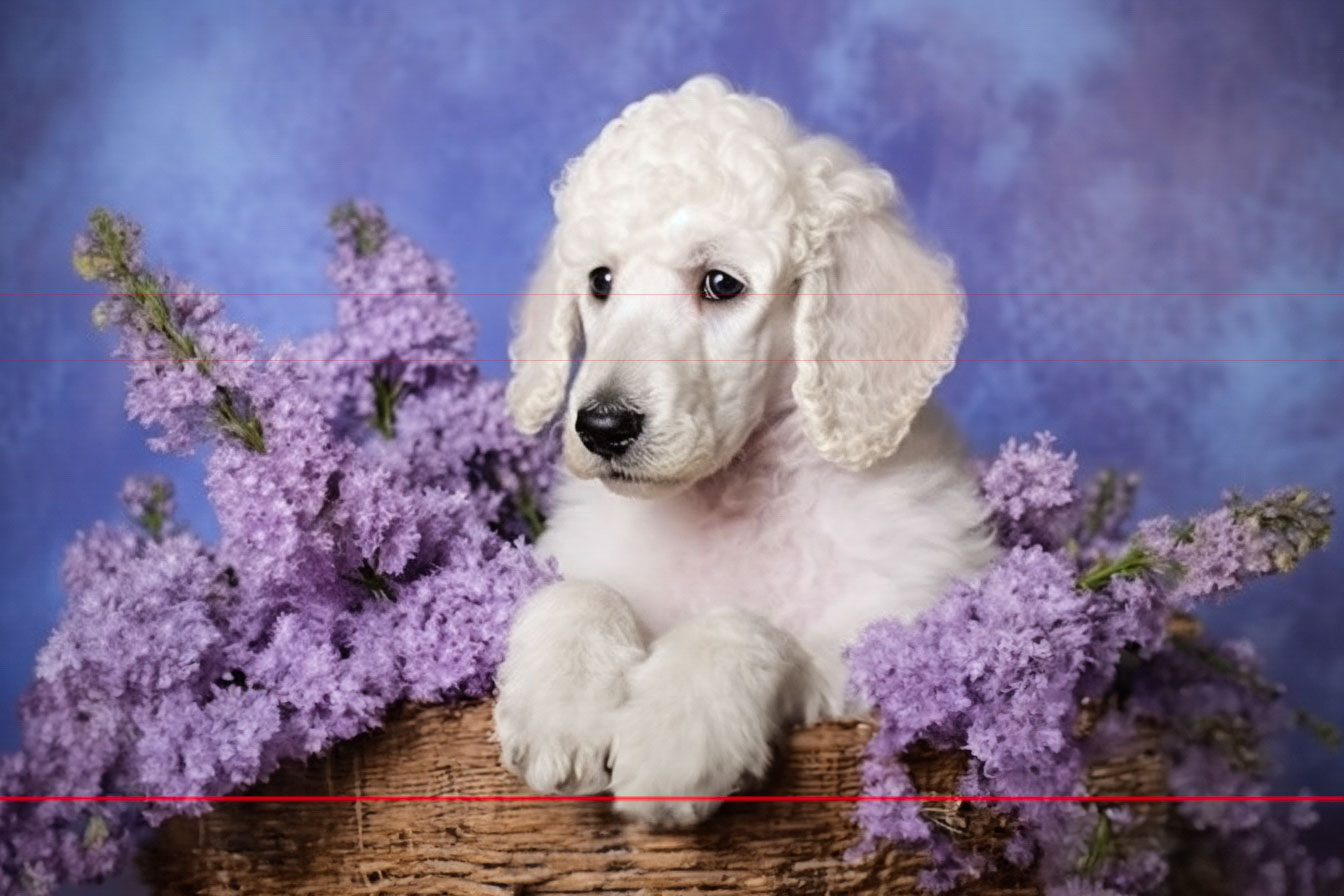 A fluffy white standard poodle puppy is sitting in a wicker basket surrounded by vibrant lilac flowers. The background is a soft blend of purple and blue, perfectly complementing the flowers. The picture captures the puppy's gentle expression as it rests its front paws on the edge of the basket.