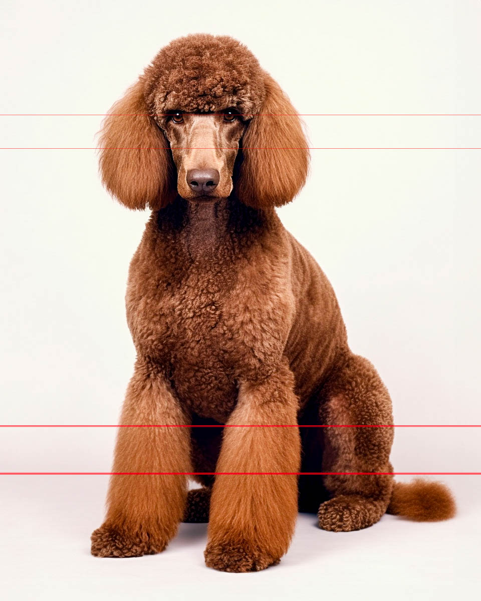 A reddish brown standard poodle with curly fur sits against a plain white background. The poodle's fur is perfectly groomed, including its long ears that hang down on either side of its head, its muzzle sports a big brown nose.