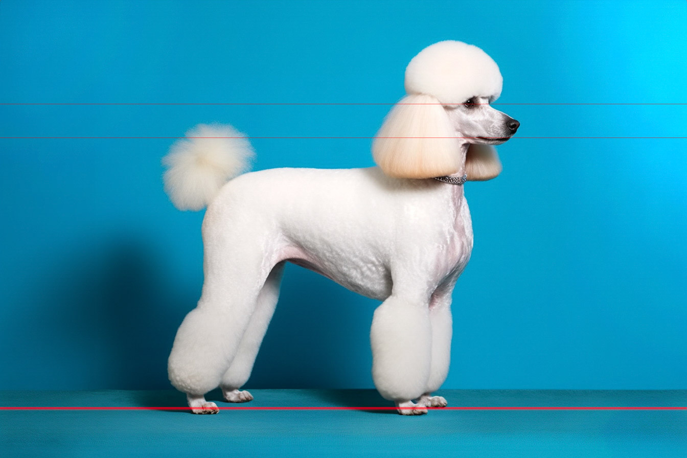 A white standard poodle with a meticulously groomed coat stands in profile against a bright blue background. The dog's fur is styled in the traditional pompoms on its legs, tail, and head, with a puffy chest and clipped midsection. The picture captures the poodle's elegance and poise in the clean, vibrant setting.