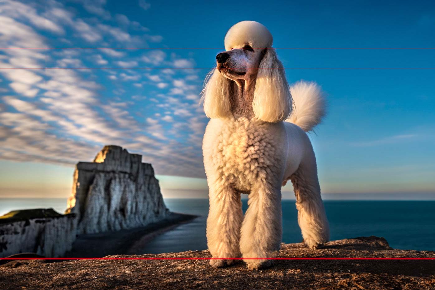 A well-groomed white standard poodle stands on a rocky cliff edge overlooking a coastal scene of Normandy, France. The sky is partly cloudy with a vibrant sunset, casting a golden hue on the dog and the cliffs. The ocean is calm and stretches to the horizon, adding to the serene and majestic picture.