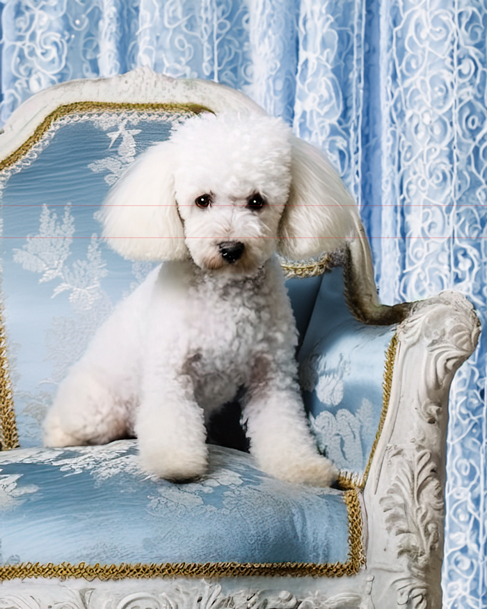 The white toy poodle with a neatly groomed coat looks at the viewer with dark eyes and an adorable curious expression. It sits on a large ornate Bleu-de-France upholstered chair, with pale blue satin fabric with white lace designs. The background of the picture features a sheer intricate white lace  curtain with  floral patterns.