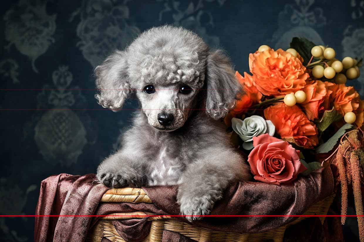 A silver toy-poodle puppy sits in a woven basket, surrounded by a lush arrangement of orange and white flowers, against a dark patterned backdrop. The puppy has fluffy fur and soulful eyes,