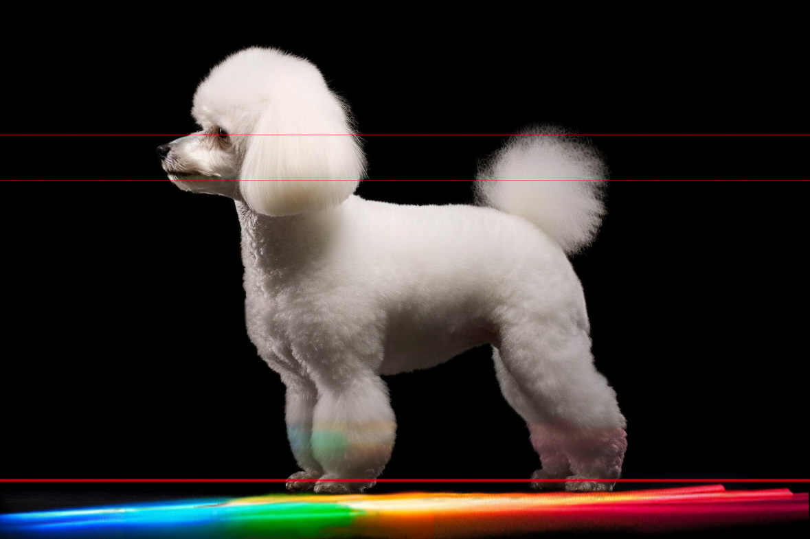 A picture of a white toy-poodle with a stylized groom stands elegantly against a black background. Below it, multiple colored lights cast a rainbow reflection on the surface, creating a dynamic and vibrant effect.