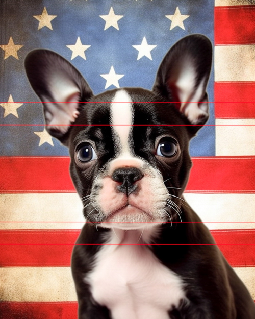 A black and white french bulldog puppy with large, alert ears sits in front of a vibrant american flag, featuring bold stripes and star details, looking directly at the viewer with a curious expression.