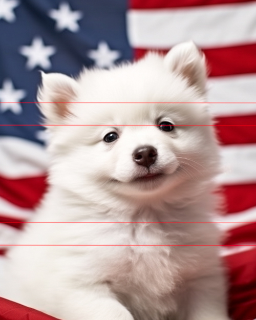 A fluffy white American Eskimo Dog / Japanese Spitz puppy sitting in front of an american flag, looking directly at the viewer with a gentle expression