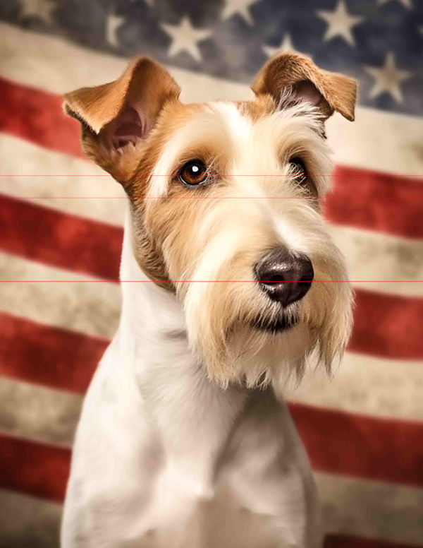 A picture of a portrait of a wire-haired fox terrier with alert expression, predominantly white with brown patches on its face, posed against an american flag with stars and stripes in the background.