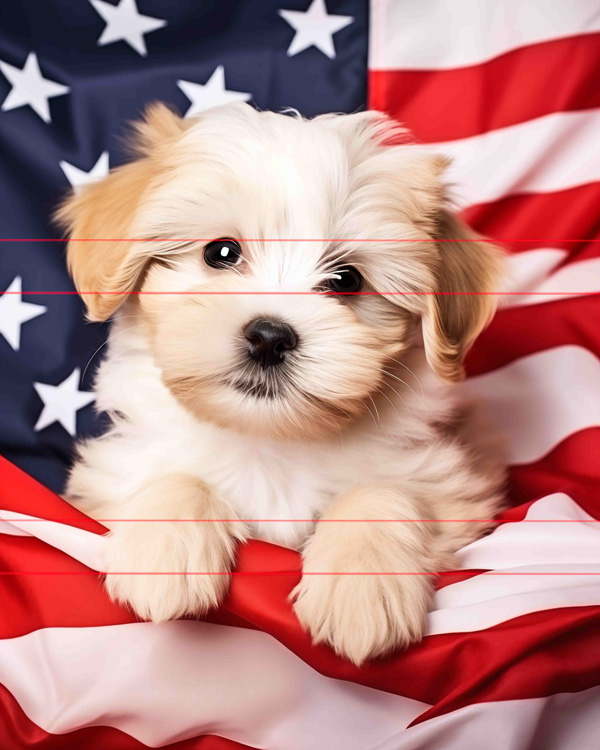 A picture of a small, fluffy Havanese with expressive eyes and long tan and white fur sits in front of an american flag, its sweet face looking directly towards the viewer.