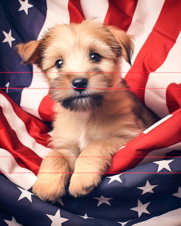 A picture of a Norfolk Terrier A cute golden puppy with shiny eyes and a black nose peers curiously at the viewer, positioned against a backdrop of an american flag, highlighting a patriotic theme.