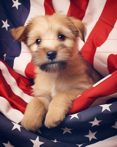 Norfolk Terrier A cute golden puppy with shiny eyes and a black nose peers curiously at the viewer, positioned against a backdrop of an american flag, highlighting a patriotic theme.