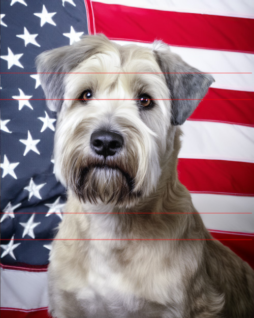 In this picture, a beautiful Soft Coated Wheaten Terrier with beautiful large eyes, a big black nose, and a well groomed short pet haircut of soft curly fur in wheat, grey and tan. Sits in front of an american flag that captures the essence of patriotism, with the Wheaties's dignified expression.