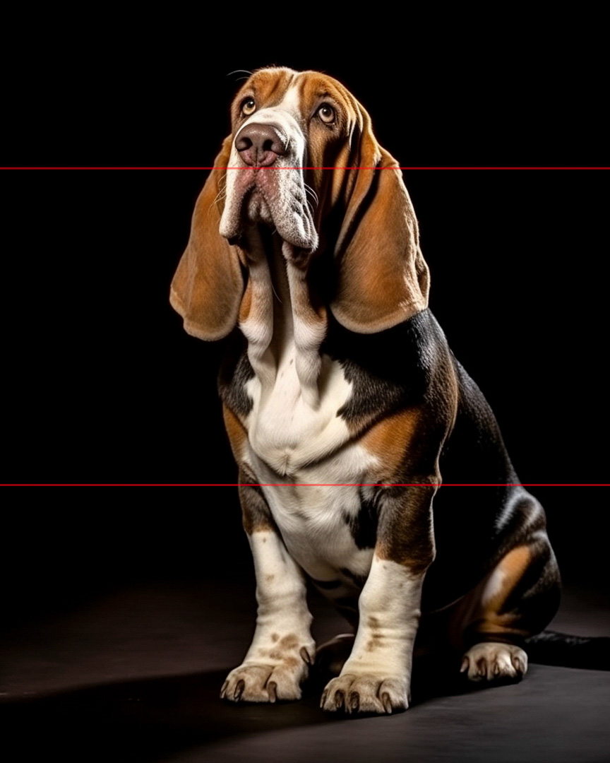 In this picture, a basset hound with long, droopy ears and sad-looking eyes sits against a dark background. The dog has a tricolor coat with black, white, and brown markings. The lighting emphasizes the dog's fur texture and expressive face.