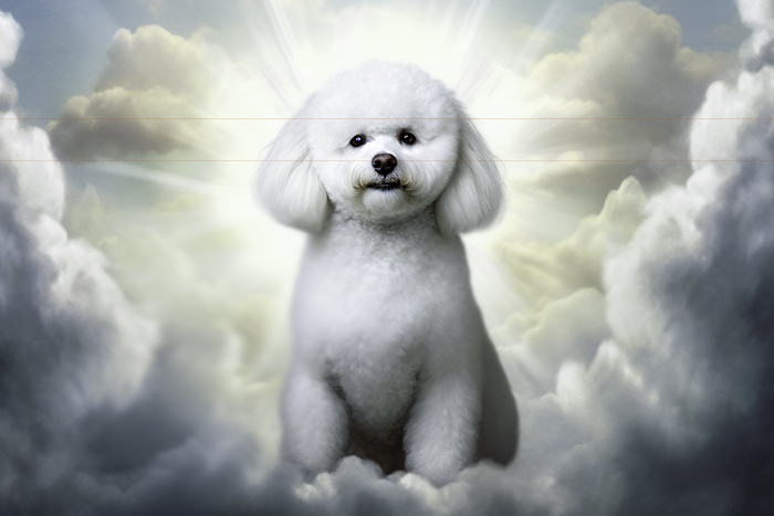 In this picture, a serene Bichon Frise sitting up in the clouds with sunbeams creating a halo behind it.