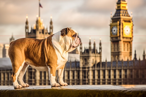 English Bulldog at House of Parliament England