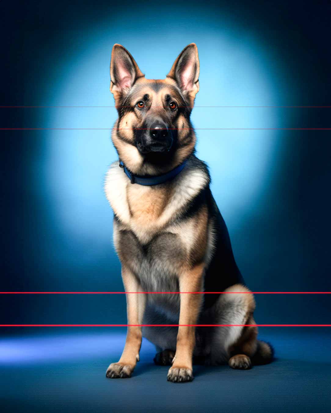 A German Shepherd sits on a blue background in this picture. The dog has large upright ears, a dark face, and tan and black fur. Sporting a blue collar, the dog looks directly into the camera.