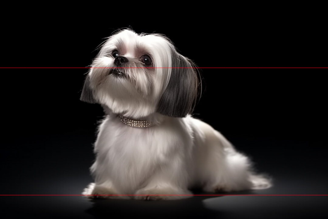 A small Shih Tzu dog sits against a black background, facing slightly upward. The picture captures the dog with long, white fur and dark ears, wearing a rhinestone collar. The lighting highlights the glossy fur and shiny collar, giving the dog an elegant appearance.