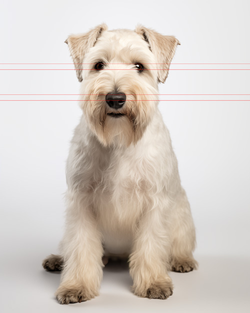 A Wheaten Terrier with long fur sits facing the viewer against a plain white background. The dog has expressive dark eyes and its distintive large black nose. Its ears are folded with a long beard and a well groomed coat.