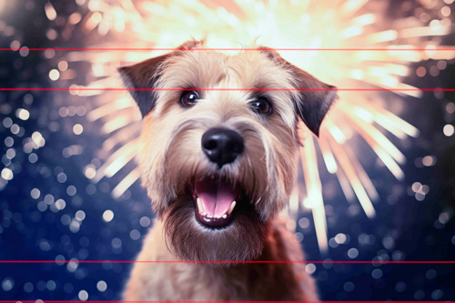 A joyful Soft Coated Wheaten Terrier is pictured in front of a vibrant fireworks display. The dog has its mouth open with an excited expression. The fireworks create a dazzling background with bright, multicolored light bursts.