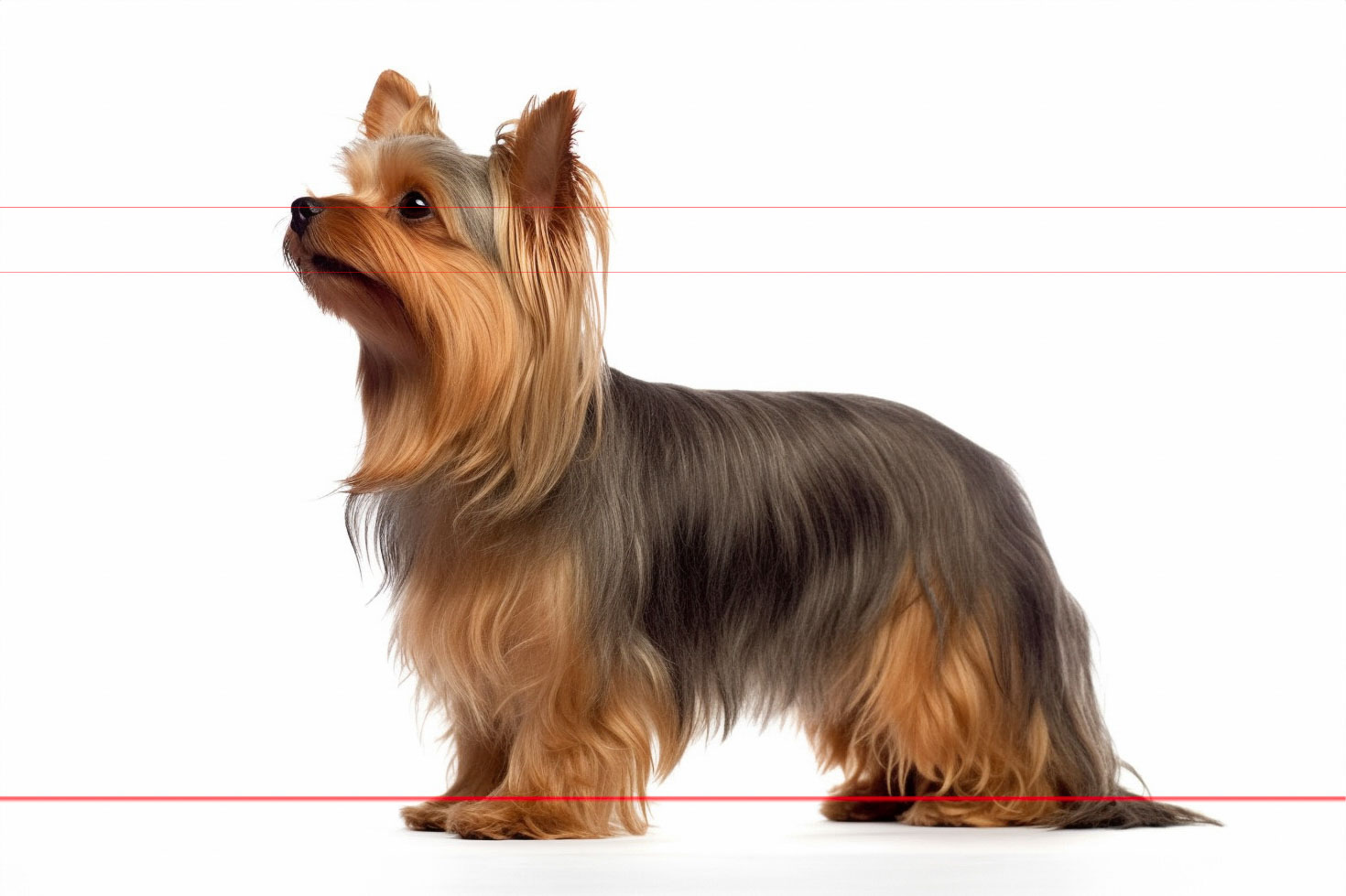A picture of a Yorkshire Terrier, with a long silky coat of black and tan fur, stands in a confident and alert profile against a white background. The dog's ears are pricked up, and its fur showcasies the breed's characteristic long, flowing hair.