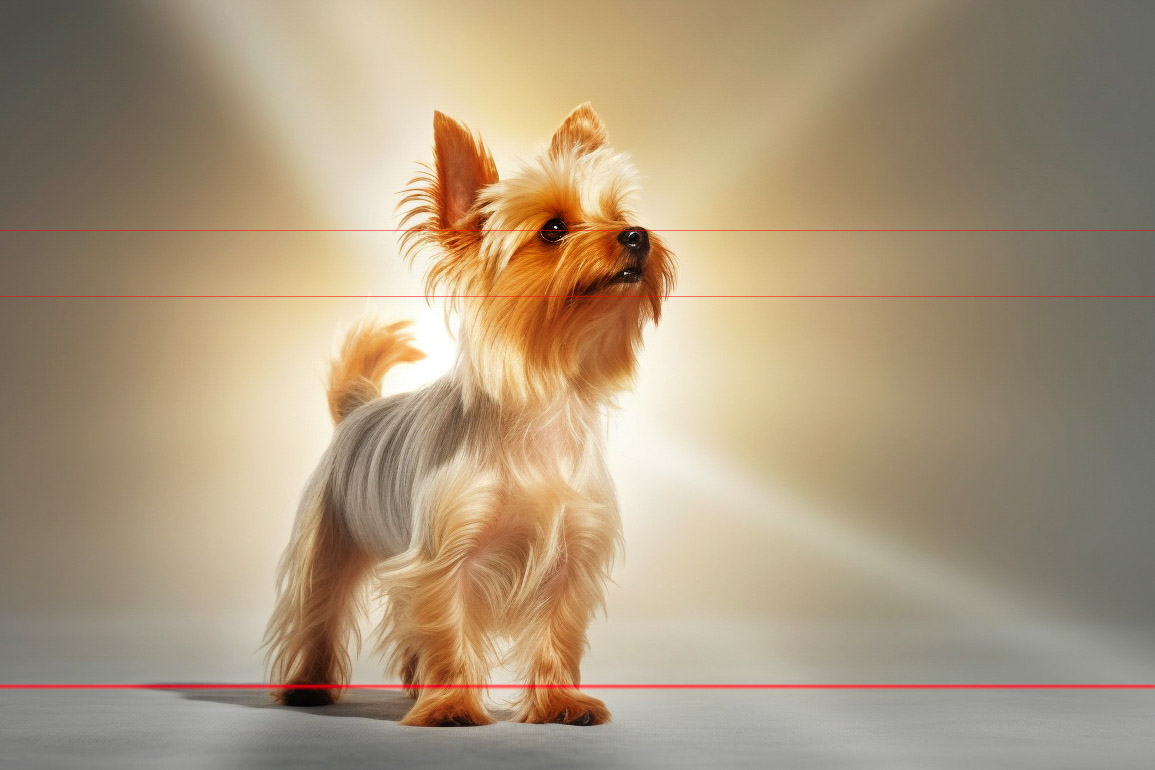 A picture of a beautiful little Yorkshire Terrier stands on a smooth surface, gazing upward. The background features a soft, warm gradient with light beams radiating outward, creating an almost angelic glow around the Yorkie.